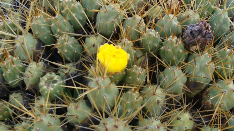 Illampu Trek Steves (168).JPG